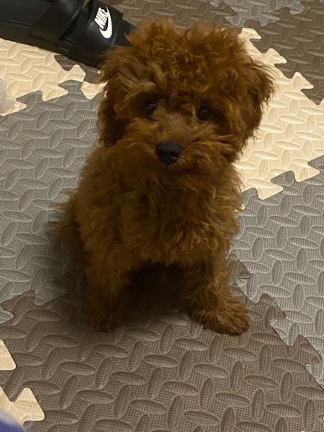 成都寻犬 小体泰迪妹妹
