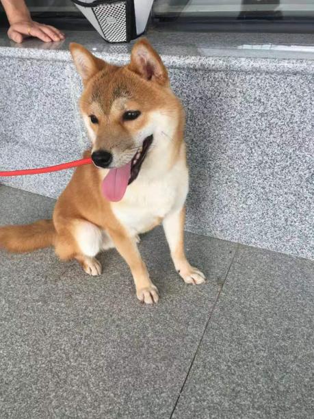 九江市永修县寻狗-八个月大的柴犬