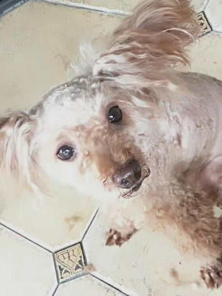 郑州郑东新区奥兰花园附近丢失浅棕色泰迪犬