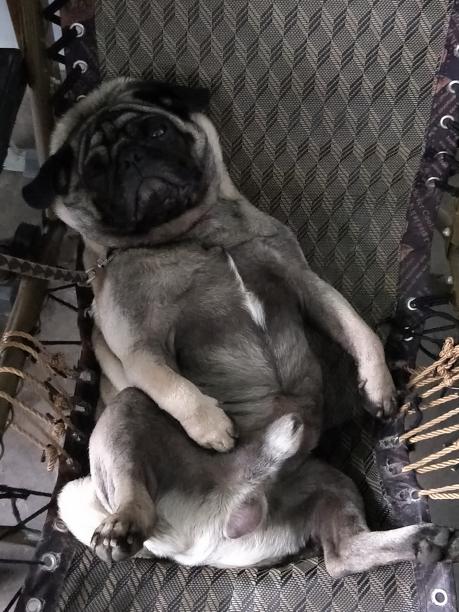 合肥市蜀山区樊洼路寻找巴哥犬