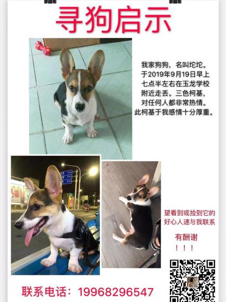 广西南宁寻狗 良庆区玉龙学校附近寻找一只三色柯基