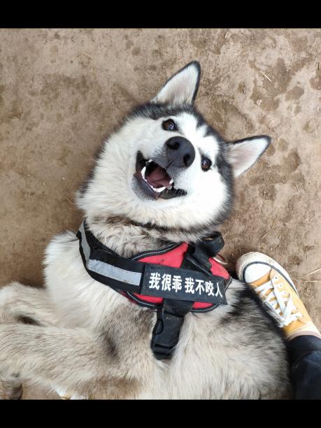 【寻狗启示】任何信息和线索都可以联络我