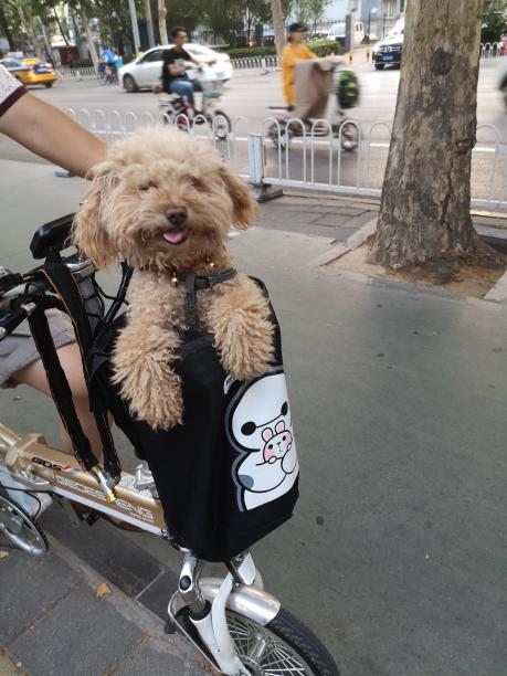 小熊，你在哪里，我们在找你啊