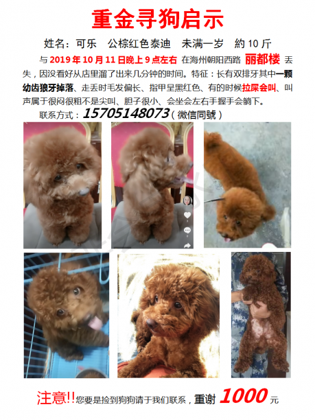 连云港市海州寻找泰迪1000元