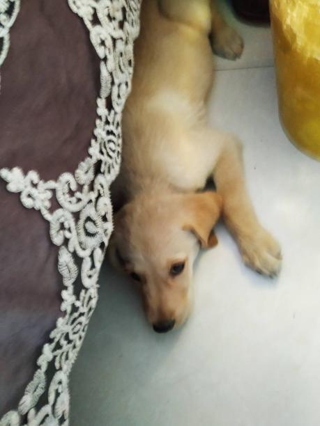 红包酬谢，米色拉布拉多犬，河南省焦作市南张村西附近丢失爱犬