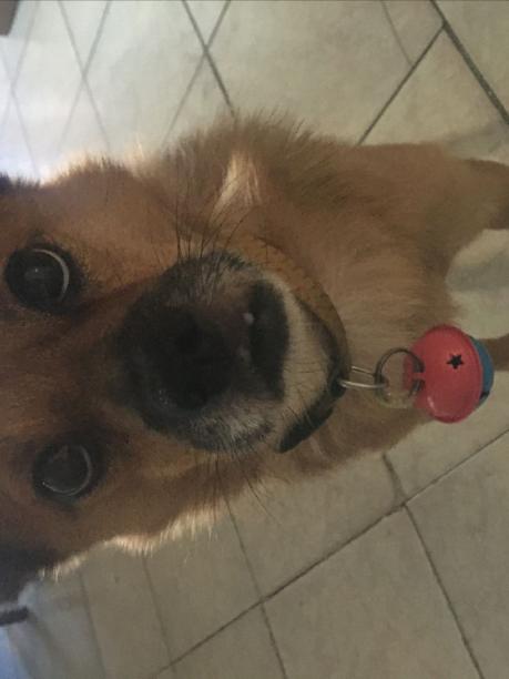 10月21日晚爱犬在璞丽湾附近走失，望各位好心人留意一下