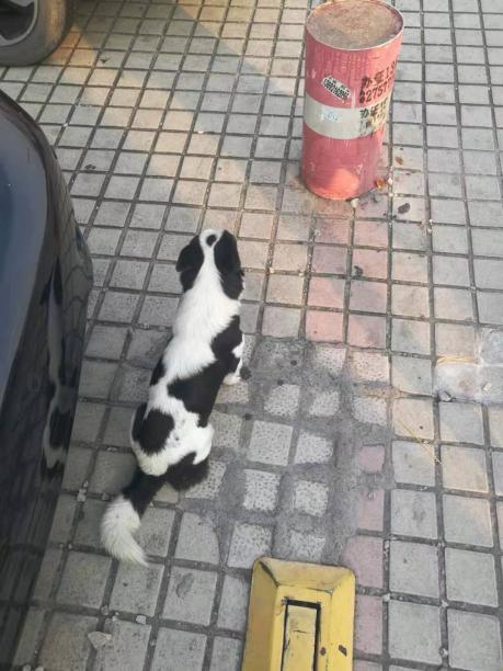 广州白云区寻奶牛狗