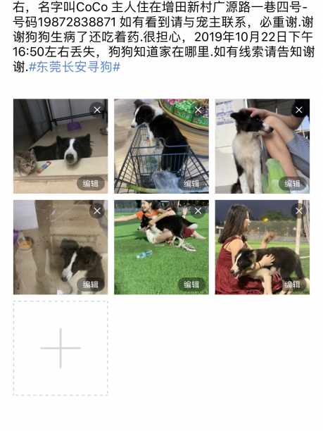 广东省东莞市长安镇丢失边境牧羊犬一只