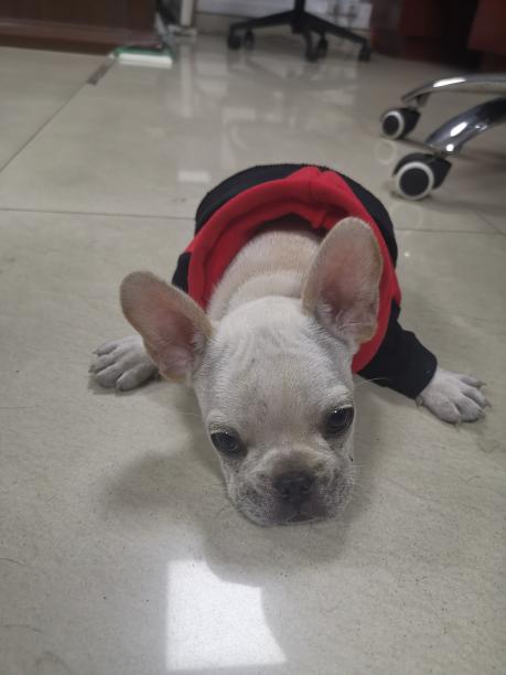 顺德区乐从镇欧浦交易中心附近走失白色法斗幼犬