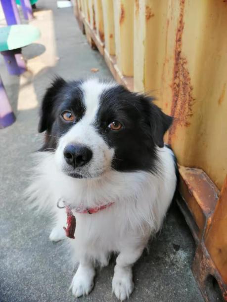 青岛 城阳区 寻狗启示 寻找爱犬 毛毛