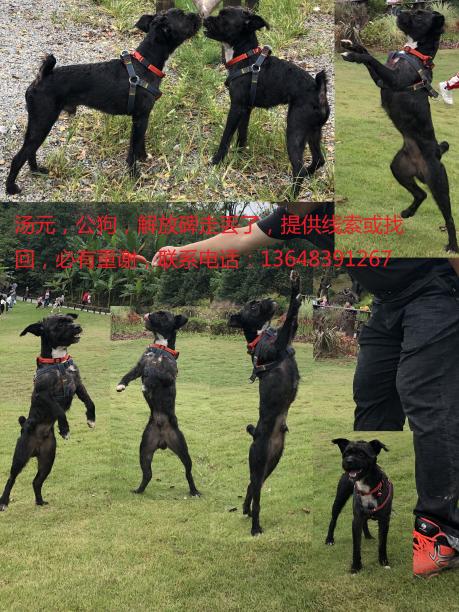 黑狗，串串，名叫汤园，于解放碑走丢，