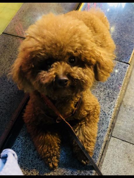 2019.12月11日晚, 上海普雄路走丟一只红色贵宾犬