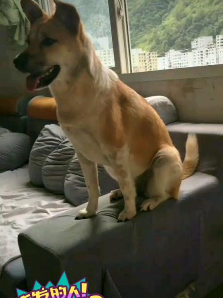 义乌寻狗 中华田园犬串串 在八角井小区附近走失