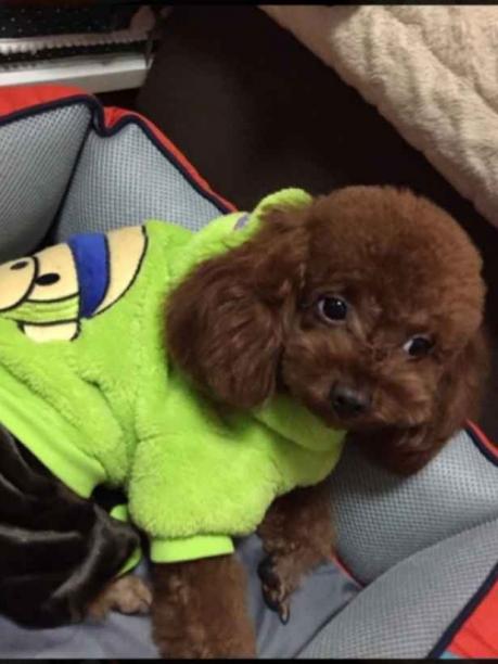 家人狗狗走丢，求好心人看到联系