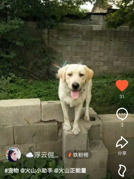 北京寻狗 寻找一条米黄色拉布拉多犬