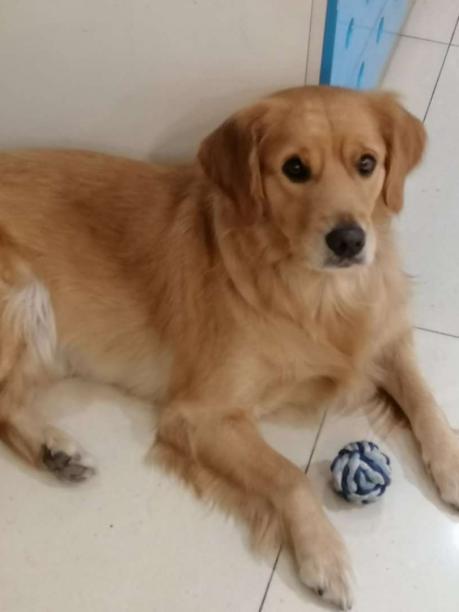 成都郫都区5000酬找金毛馒头