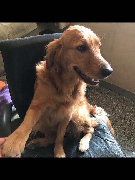 广州番禺怡乐园附近急寻金毛,重酬