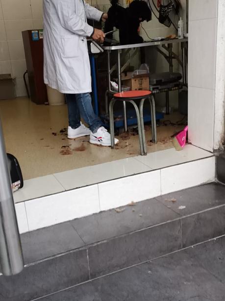 成都锦江区寻找泰迪犬