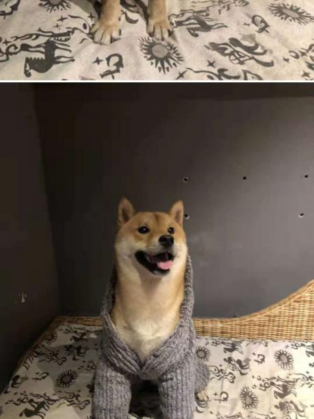 北京顺义寻找柴犬