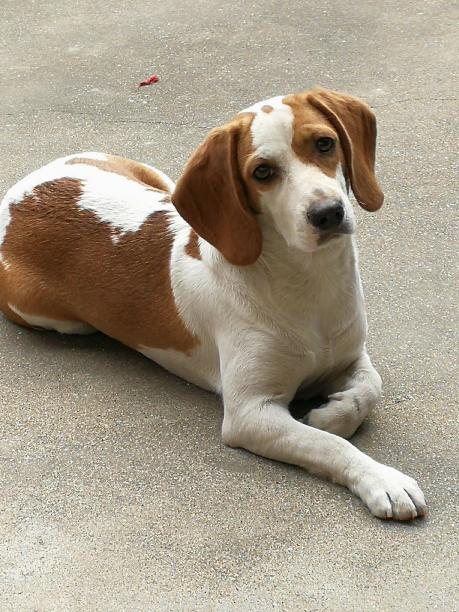 江苏泰州寻找爱犬花花—黄白色大耳朵比格犬