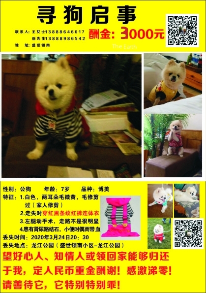 昆明寻博美狗，帮帮我 酬金3000元