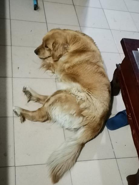山西大同阳高县寻找金毛犬(母,1岁)