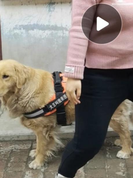 大同市-重金寻1年4个月母金毛犬