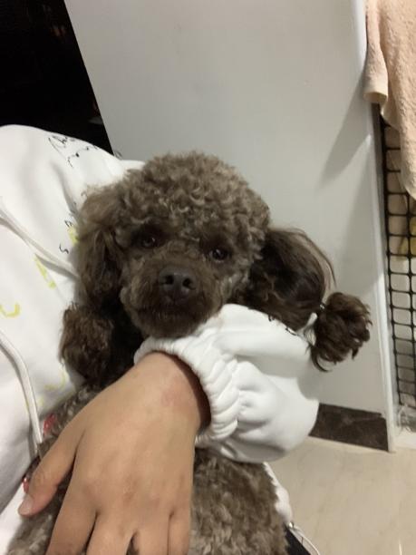 爱犬于5月26日星期二晚21:58分在长河天骄小草坪附近走失！