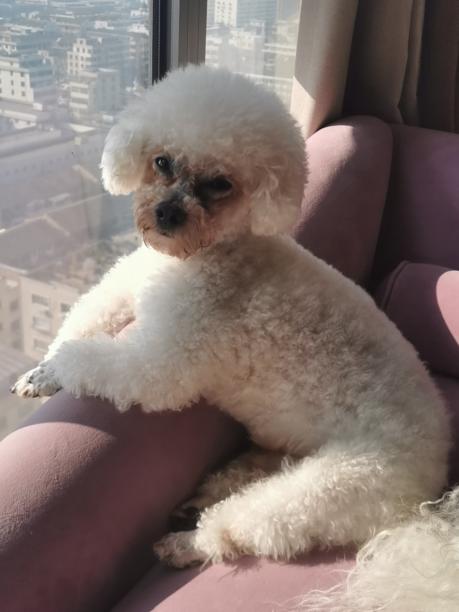 寻宠启示：这是我养了5年的狗狗 比熊狗狗