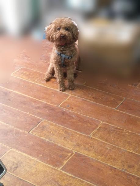 寻找爱犬 爱犬ruokei是泰迪犬