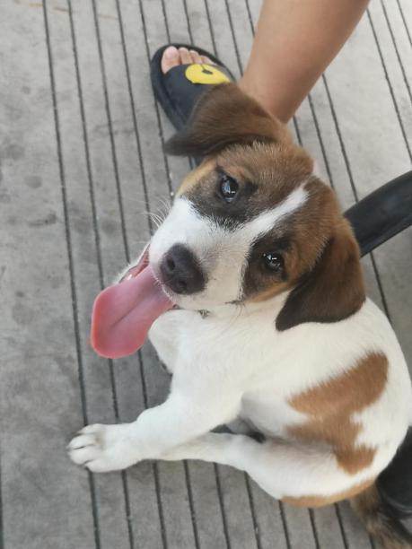  北仑杨公山屠宰场附近走失一直田园犬