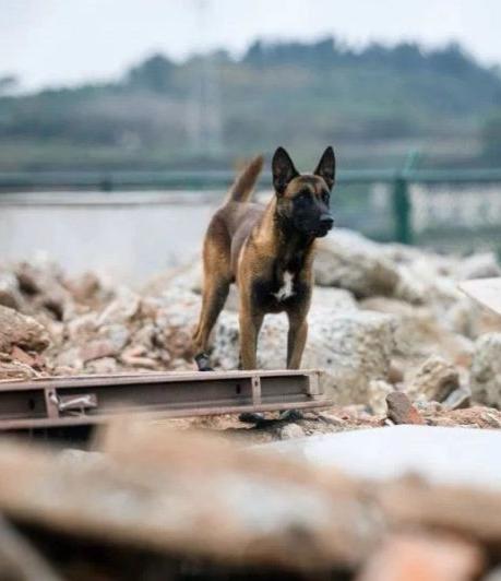 急急急寻消防基地搜救犬小炮