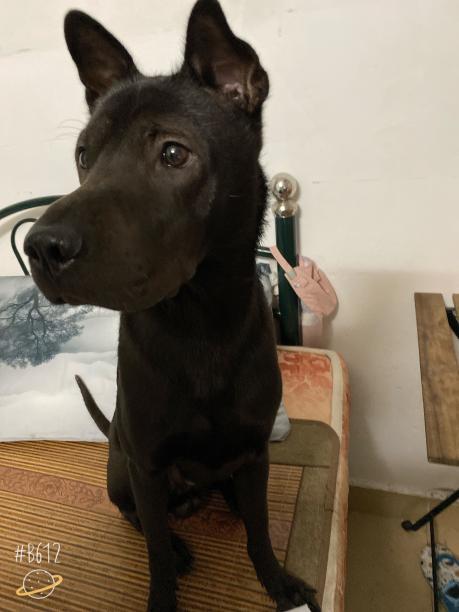 五千元寻爱犬，让狗狗回家