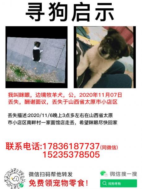 眯眼回家_太原市小店区南畔村丢失一条小黑狗