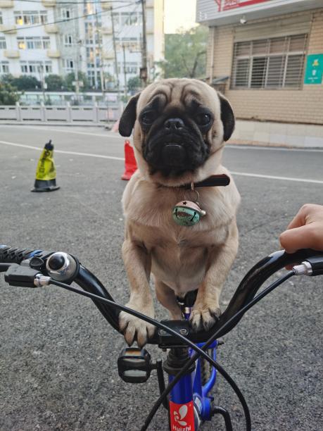 巴哥犬走失 地点在恩施市舞阳中学附近