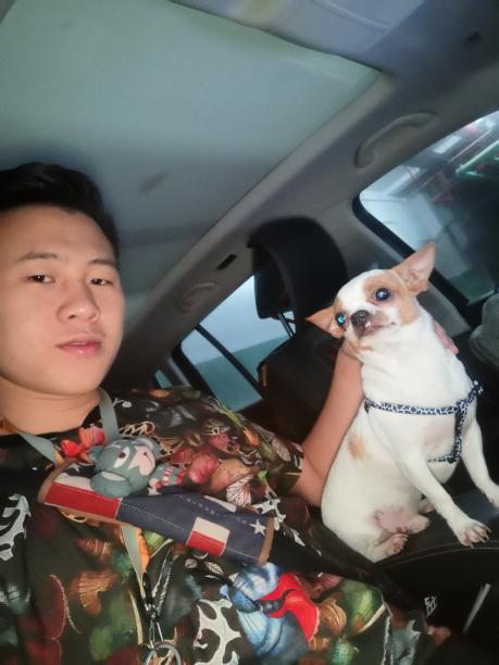 南京溧水 全城寻狗 吉娃娃 白黄色
