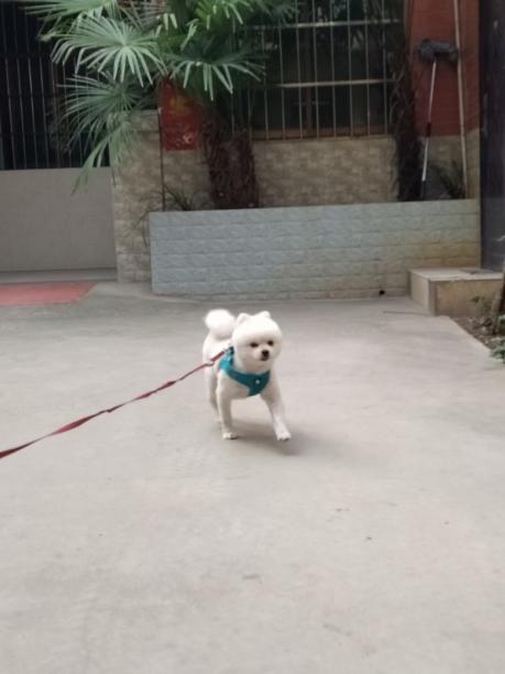寻找白色博美犬，11月17日从西安莲湖区红埠街走失