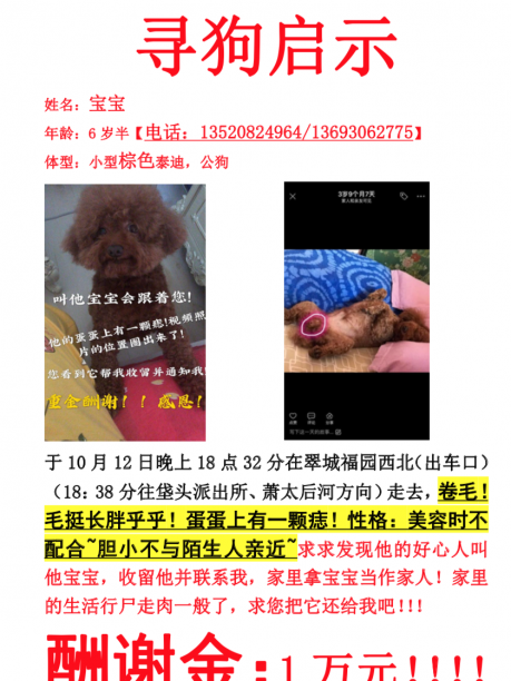 北京寻狗：朝阳区垡头翠城福园丢失一只棕色小泰迪 万元酬谢